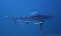   Oceanic blacktip Aliwal shoal South Africa  